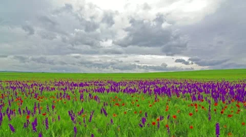 Spring flowers and a cloudy sky Stock Footage 11136982