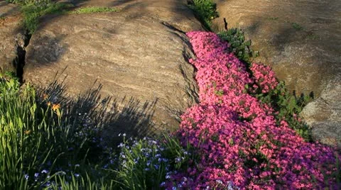 Spring flowers and granite rocks Stock Footage 10726931