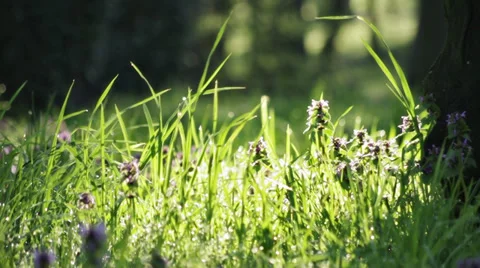Spring flowers and grass Video stock 36933086