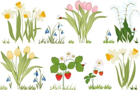 Spring Flowers and Plants Collection Tulips Daffodils Lily of the Valley Str Stock Illustration