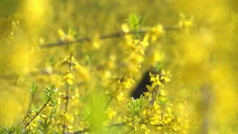 Spring flowers and plants Stock Footage 234171158