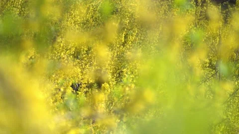 Spring flowers and plants Stock Footage 234171814