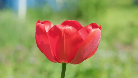 Spring flowers and red tulip in the garden. Large open flower, side view Video stock 182816906