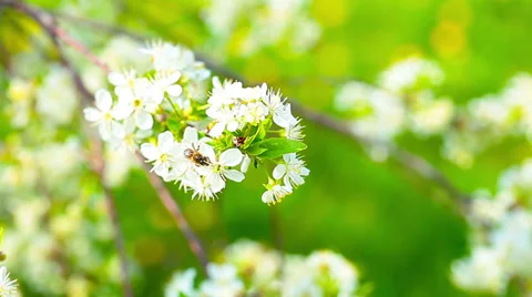 Spring flowers and small bee 库存影片 37536341