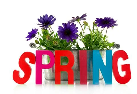 Spring flowers and text Stock Photos