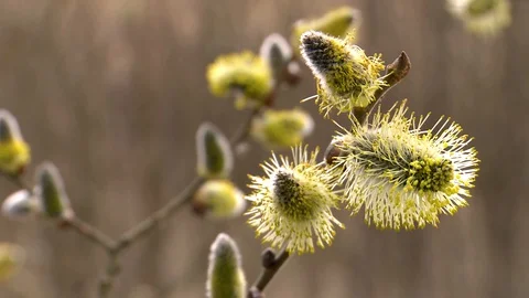 Spring. Flowers and tree buds are blooming Stockbeeldmateriaal 129759857