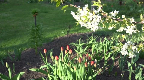 Spring flowers and white tree branch with blooms. 4K Stock Footage 50363941
