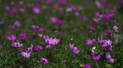 Spring flowers ,anemones and daisies are dancing with the breeze Stock Footage 48414360