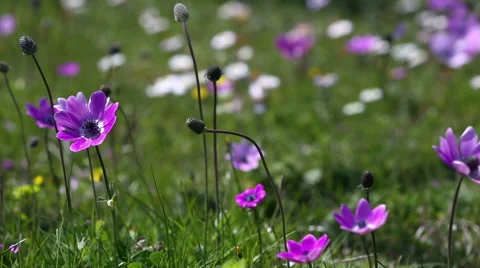Spring flowers ,anemones and daisies are dancing with the breeze Stock Footage 48422802