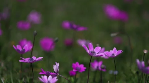 Spring flowers ,anemones and daisies are dancing with the breeze Stock Footage 48424345