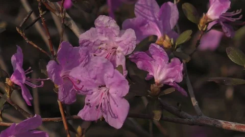 Spring flowers Ants inside Video stock 74871478