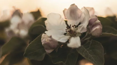 Spring flowers of apple on a branch at sunset. Video stock 107124011