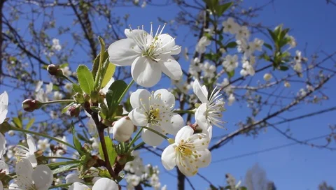 Spring flowers of apple close-up, against the sky 스톡 동영상 92965169