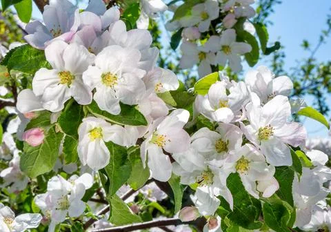 Spring flowers of apple Stock Photos