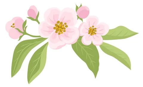 Spring flowers. Apple tree blossom with green leaves on white background 库存插图