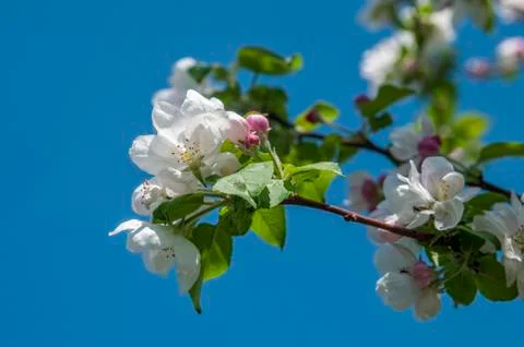Spring flowers on the apple tree branch Stock Photos