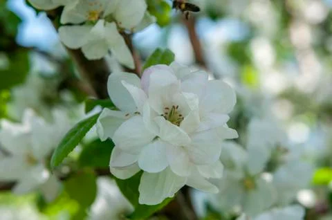 Spring flowers on the apple tree branch Stock Photos