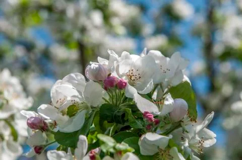 Spring flowers on the apple tree branch Stock Photos