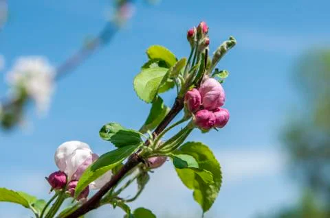 Spring flowers on the apple tree branch Stock Photos
