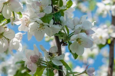 Spring flowers on the apple tree branch Stock Photos