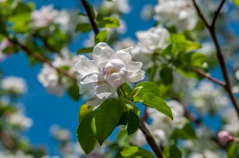 Spring flowers on the apple tree branch Stock Photos