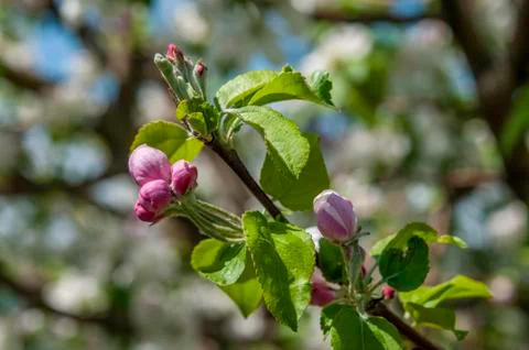 Spring flowers on the apple tree branch Stock Photos