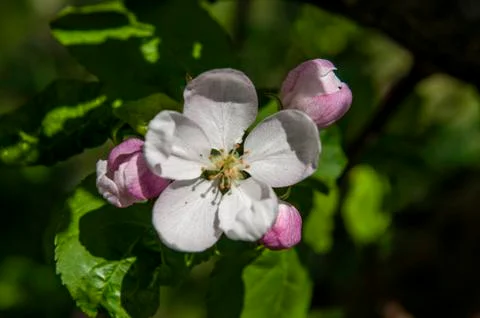 Spring flowers on the apple tree branch Stock Photos