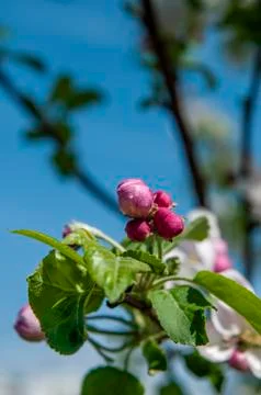 Spring flowers on the apple tree branch Stock Photos