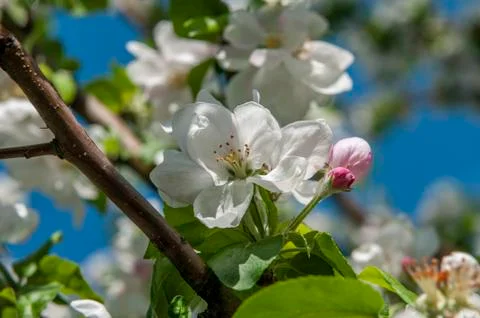 Spring flowers on the apple tree branch Stock Photos