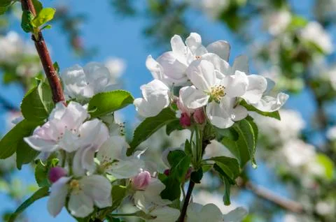 Spring flowers on the apple tree branch Stock Photos