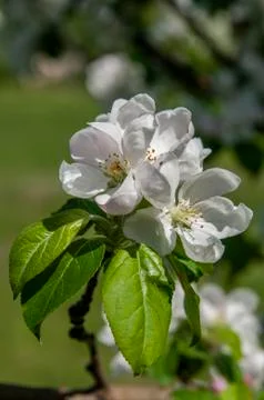Spring flowers on the apple tree branch Stock Photos