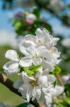 Spring flowers on the apple tree branch Stock Photos