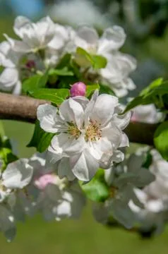 Spring flowers on the apple tree branch Stock Photos
