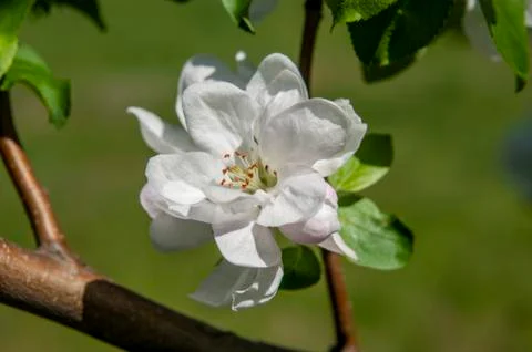 Spring flowers on the apple tree branch Stock Photos