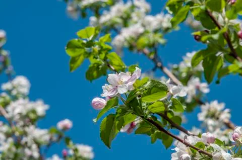Spring flowers on the apple tree branch Foto stock