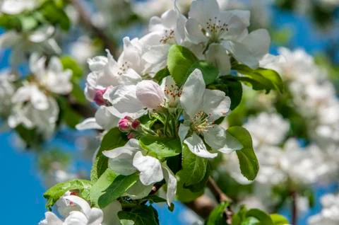 Spring flowers on the apple tree branch Stock Photos