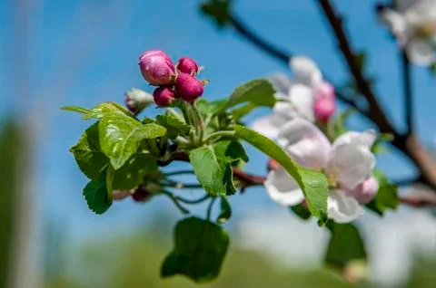 Spring flowers on the apple tree branch Stock Photos