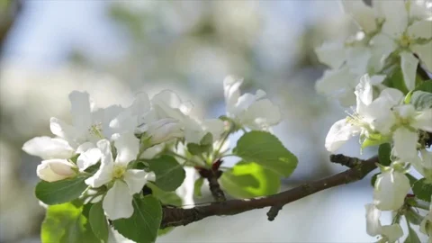 Spring flowers on an apple tree. The camera moves along the threads 스톡 동영상 70754776