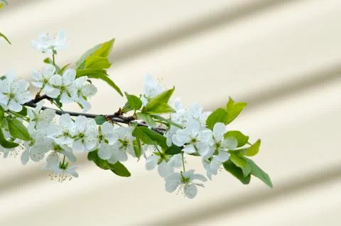 Spring flowers on a apple tree Foto stock
