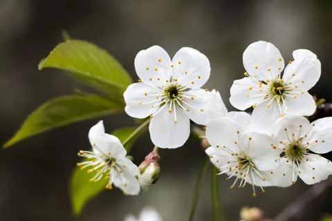 Spring flowers on the apple tree Stock Photos