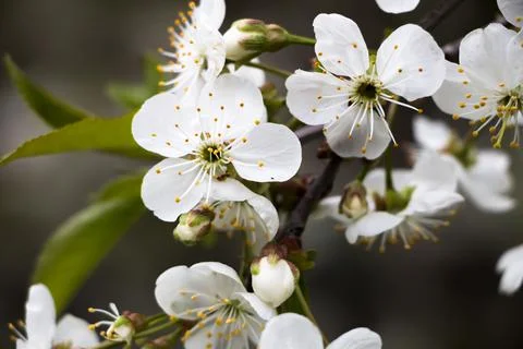 Spring flowers on the apple tree 스톡 사진