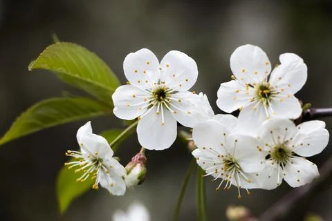 Spring flowers on the apple tree Stock Photos
