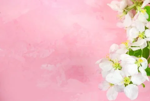 Spring flowers of an apple tree on a pink background. Stock Photos