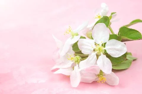 Spring flowers of an apple tree on a pink background. Stock Photos