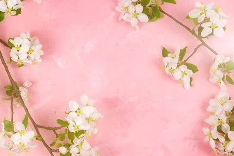 Spring flowers of an apple tree on a pink background. Stock Photos