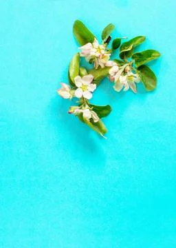 Spring flowers apple-tree trees on a blue background. Stock Photos