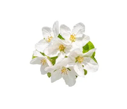 Spring flowers of apple on a white Stock Photos
