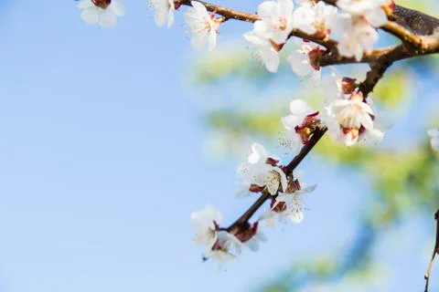 Spring flowers of apricot Stock Photos
