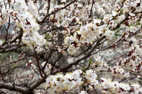 Spring flowers of apricot Stock Photos