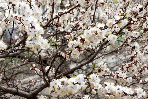 Spring flowers of apricot Stock Photos
